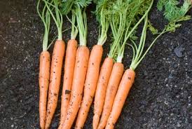 young carrots